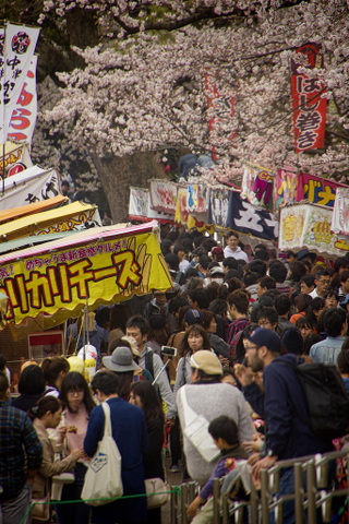 Illustration for article titled Random Walk Around My Place #2: Sakura Edition
